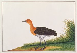 Slaty-legged Crake, a Drawings of Birds from Malacca, 1805-1818 körül (wc papíron) alkotó: Chinese School